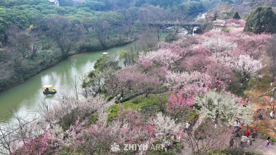 盛开的梅花  大美自然风景 9