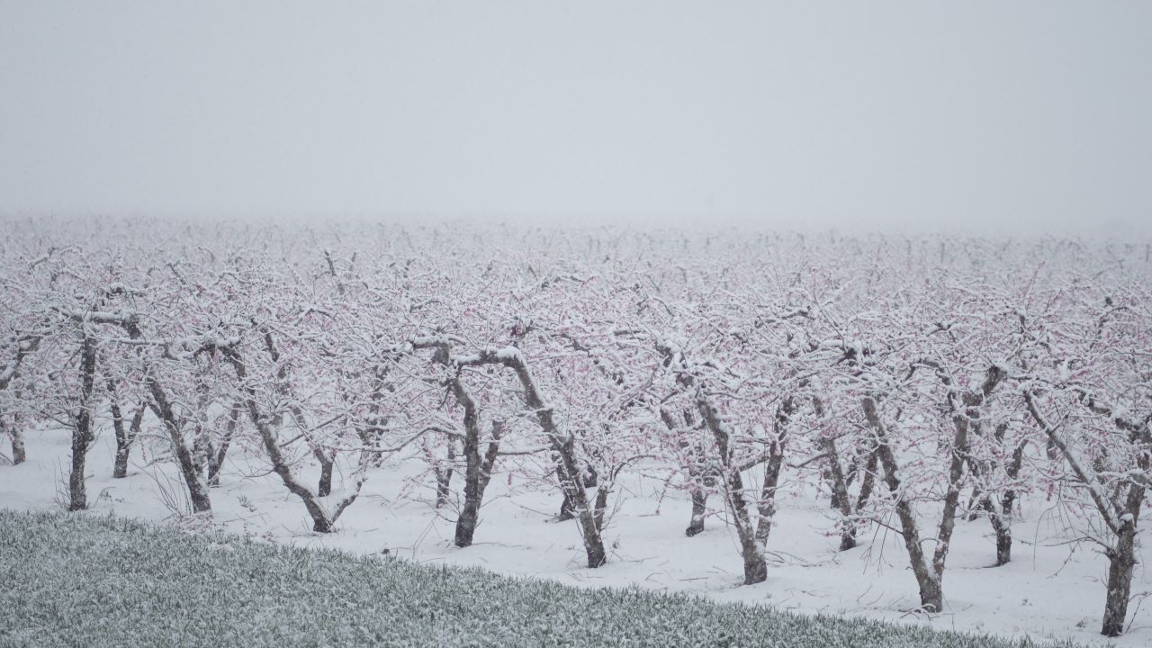 罕见的自然奇观 | 三月桃花雪