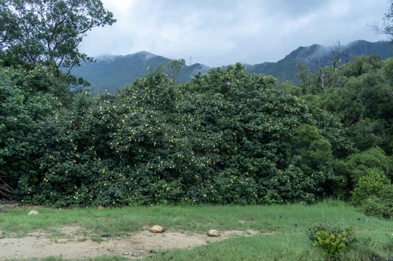 河湾绿地全