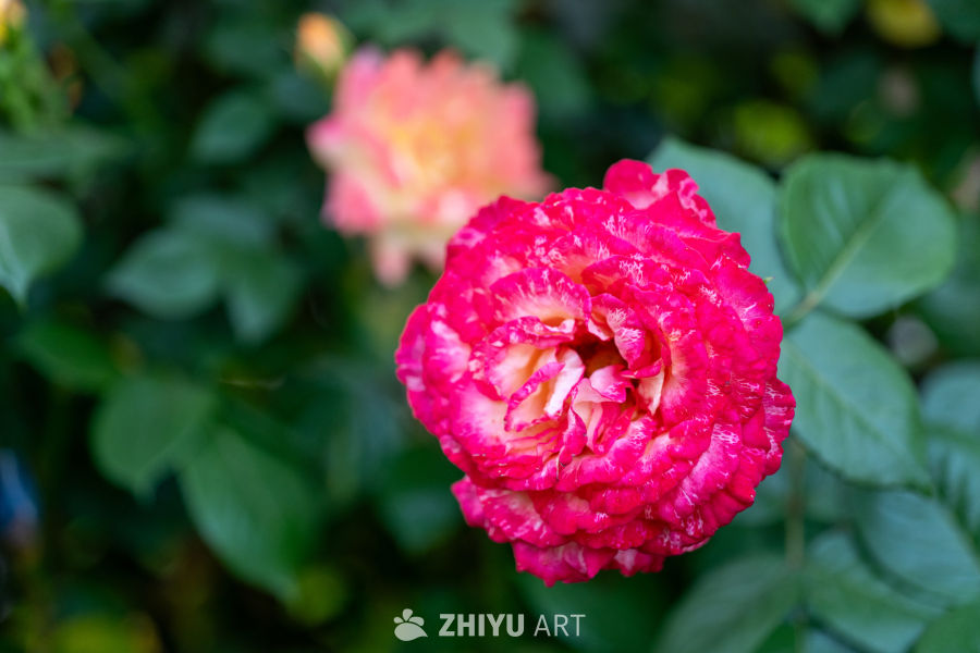 月季花 18