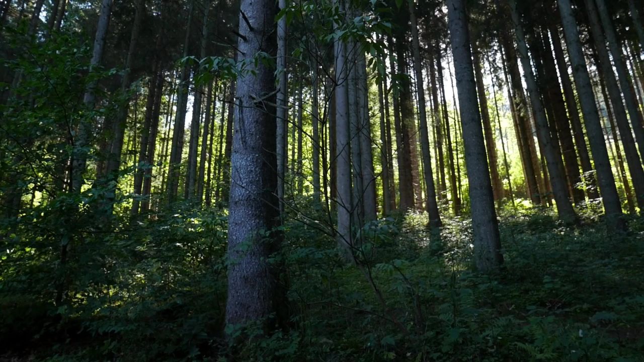 树木软木针叶树森林