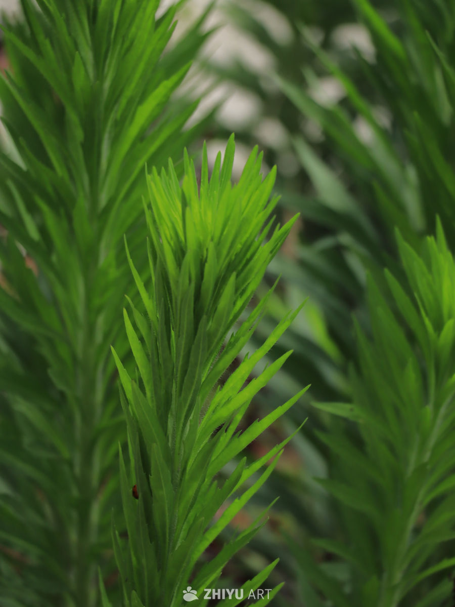 绿意盎然的植物
