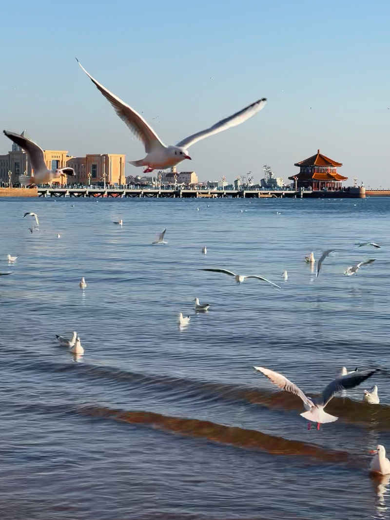 青岛栈桥海鸥