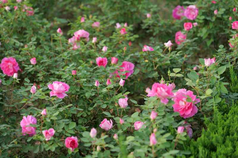 月季花 35