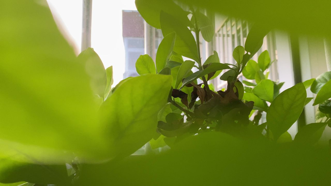 绿色植物情绪短片素材