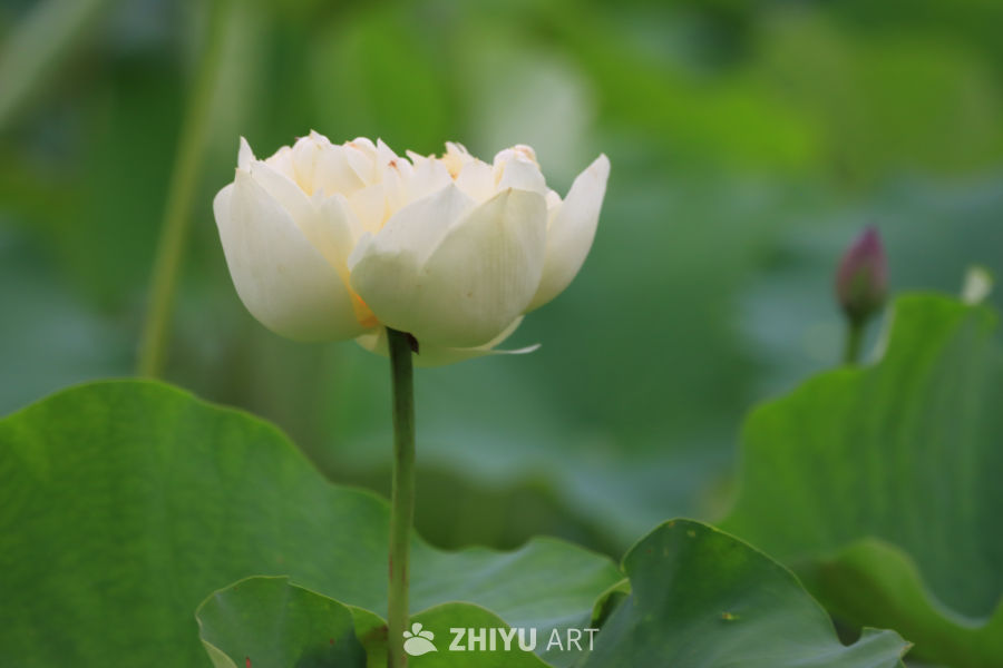 荷花 15