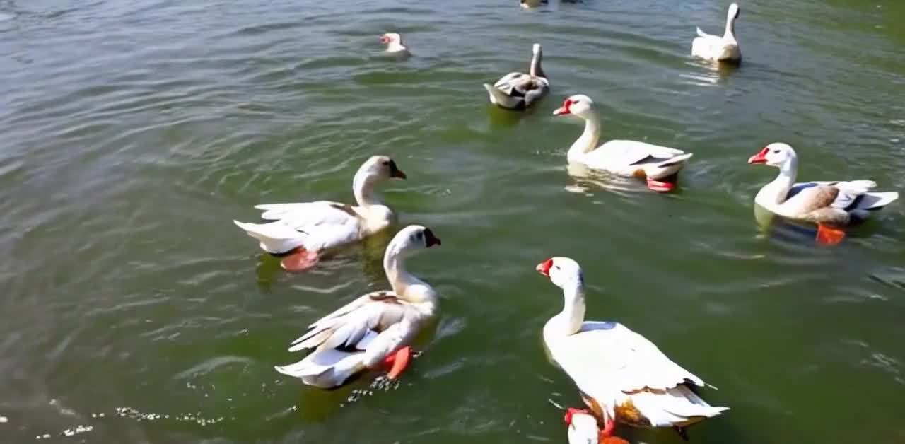 一群白鹅在绿水中悠游嬉戏