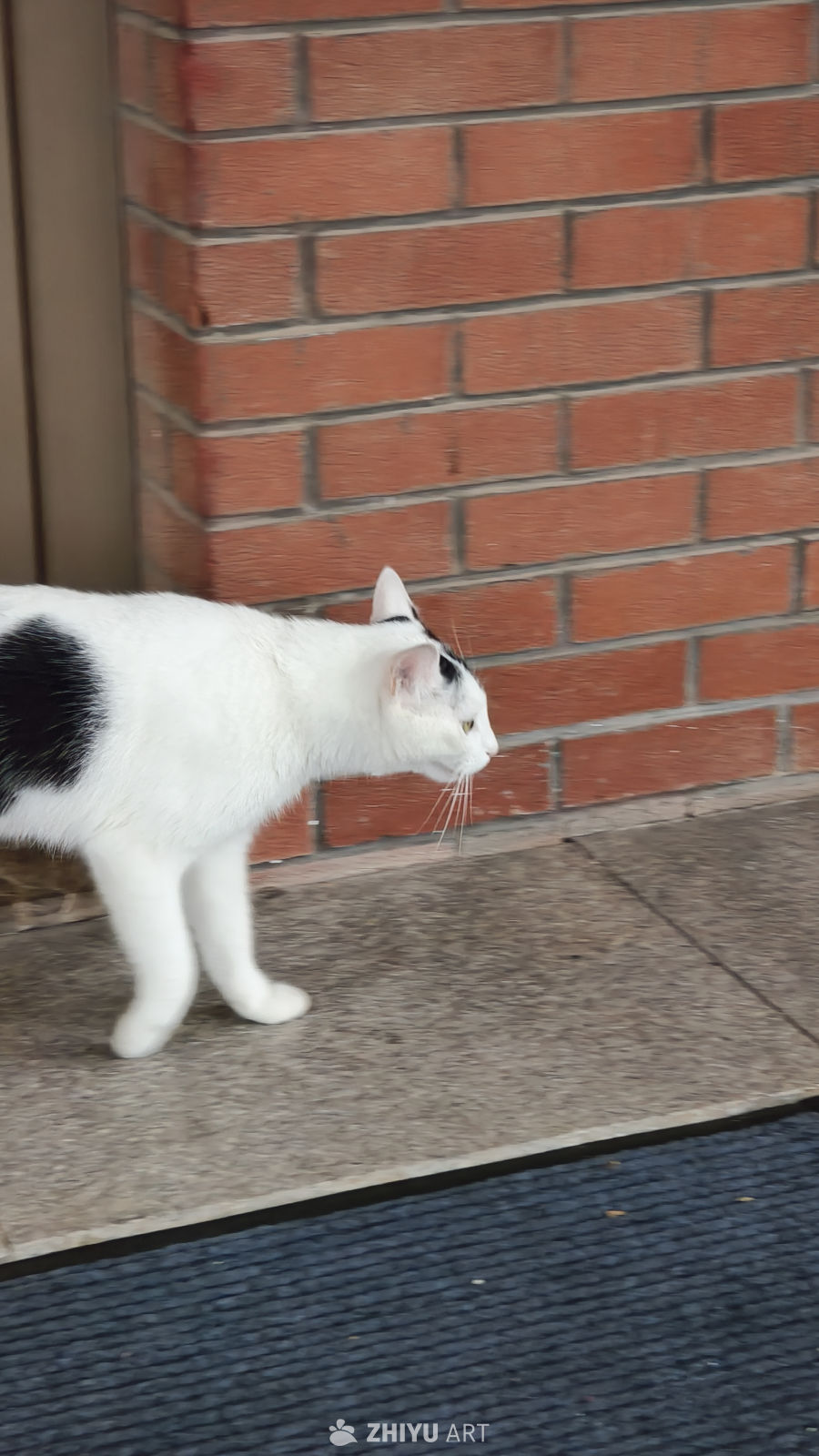 可爱的小猫