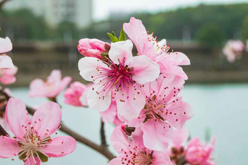 春日的花朵 11