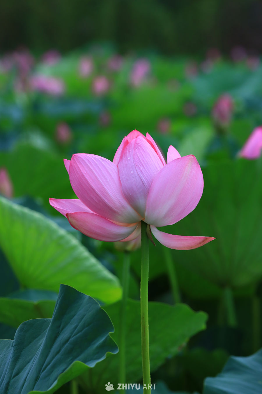 盛夏荷花 228