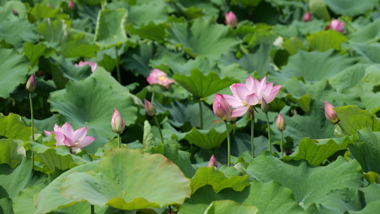 荷花 76