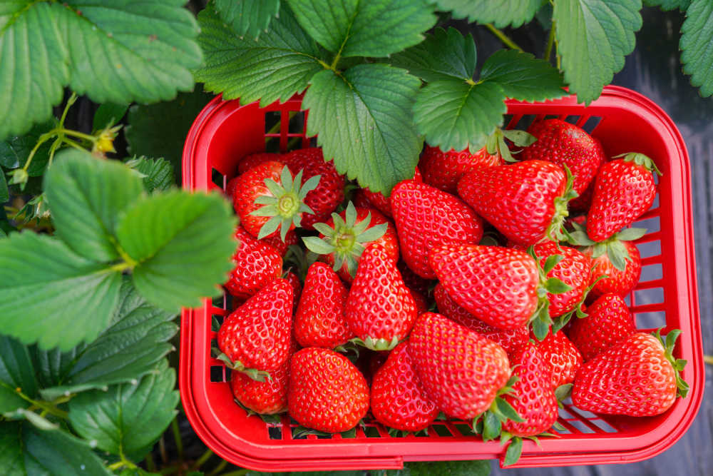 草莓季