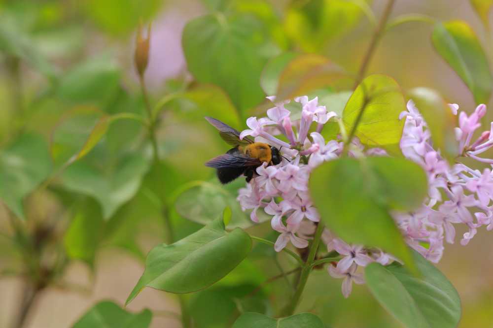 蜜蜂