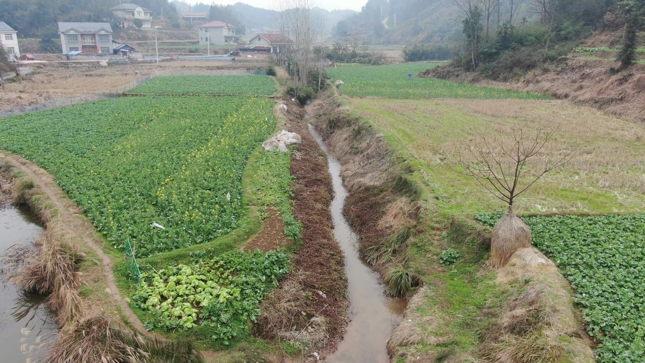 航拍农业种植农作物油菜幼苗