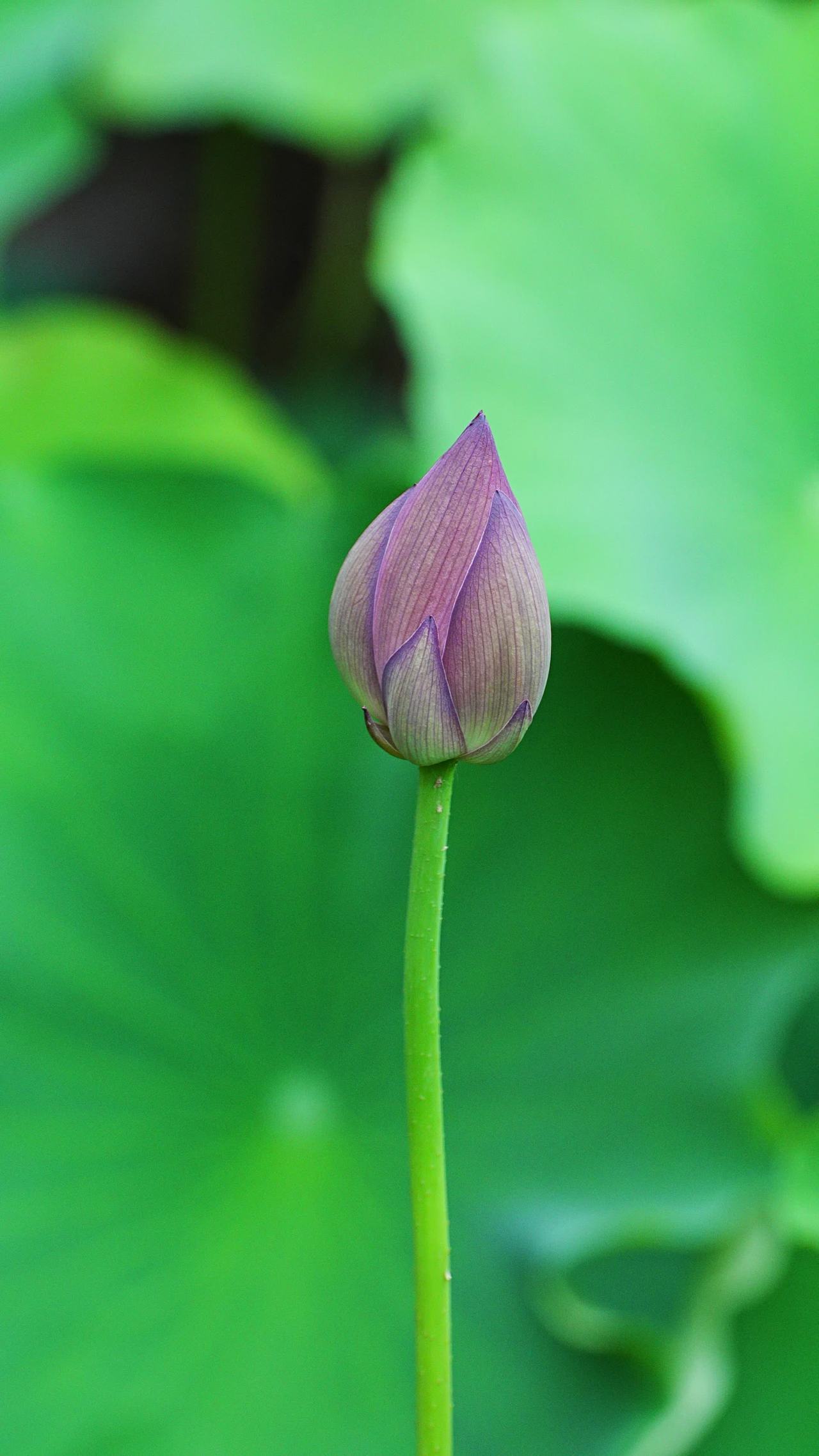 静待花开的莲