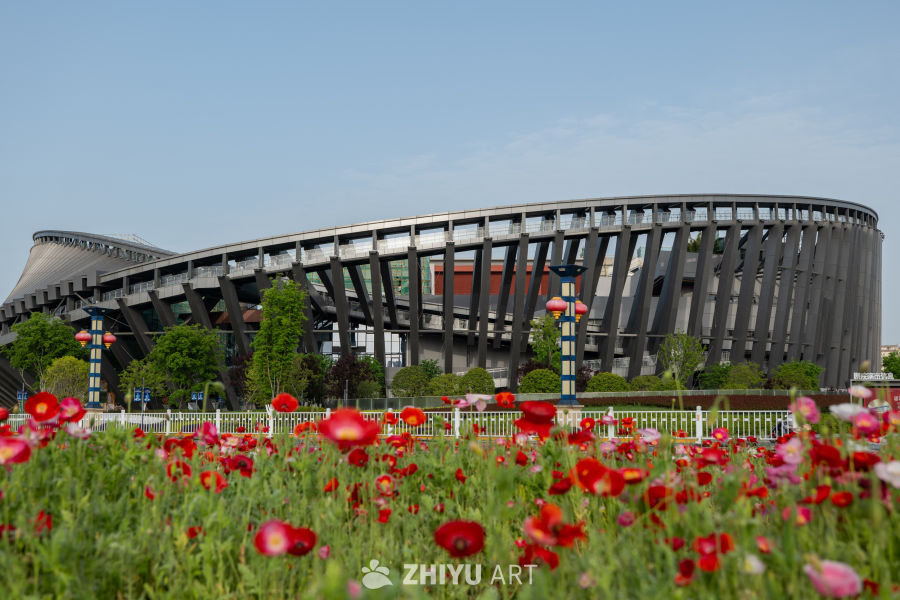 月季花 27
