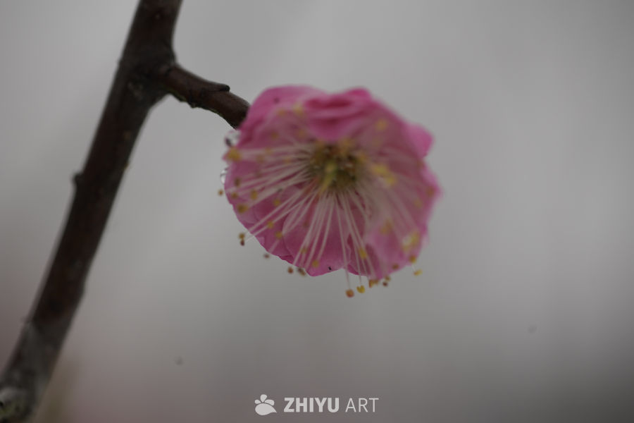 粉梅绽放
