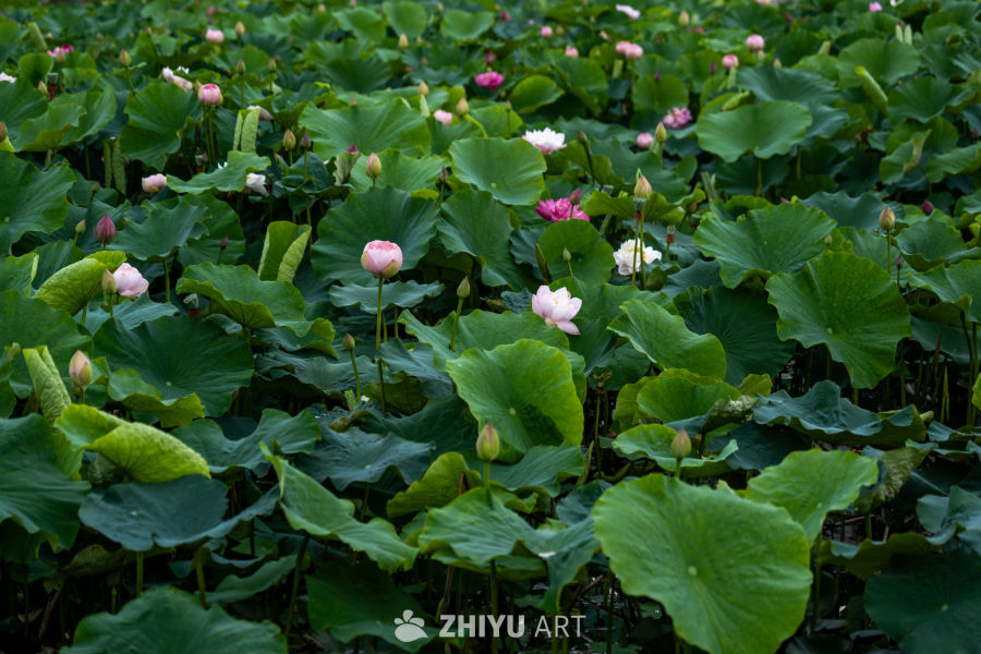 荷花 38