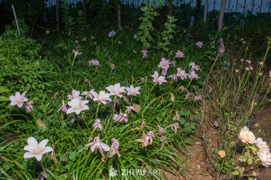 中药材与药材花 21