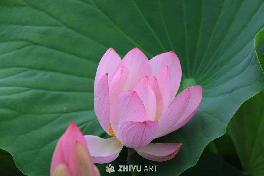 荷花 41