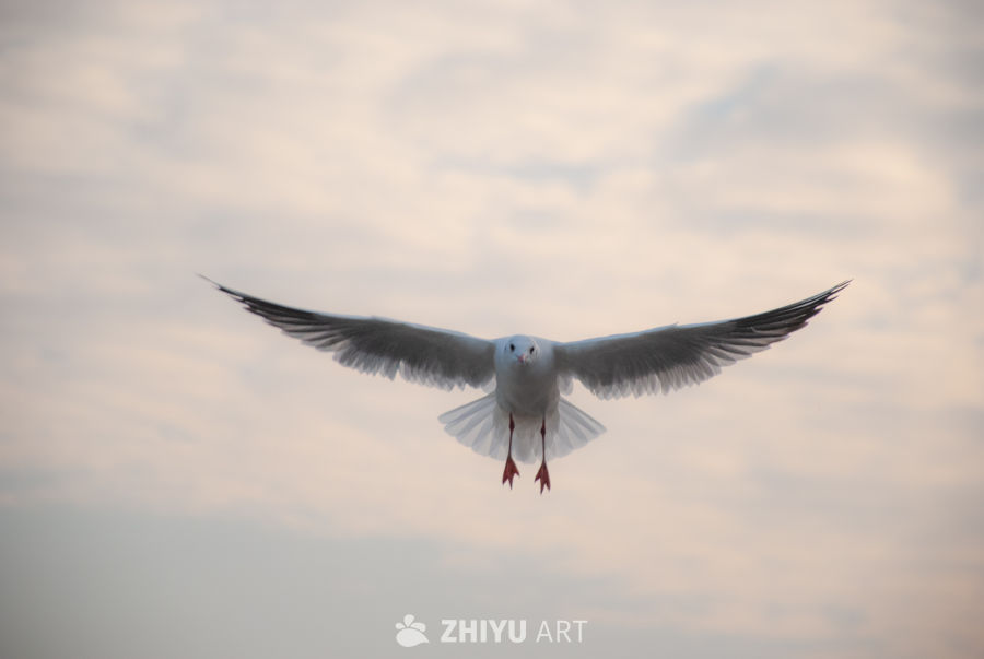 飞向自由 8