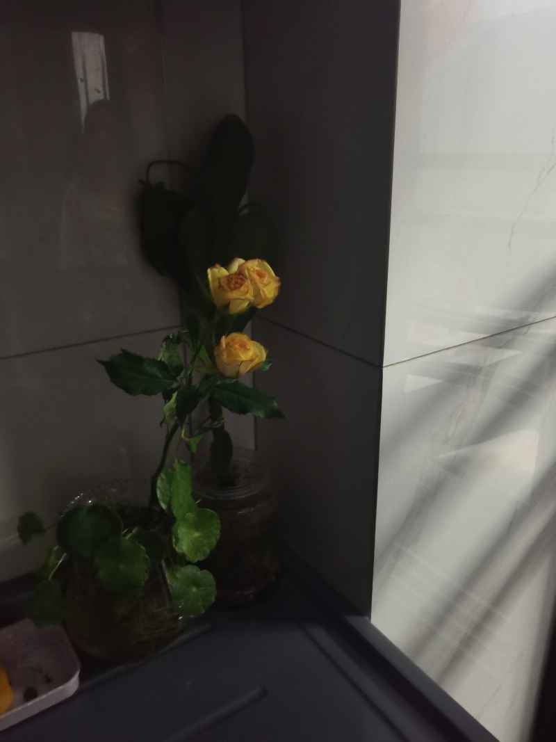 不凋谢的爱
