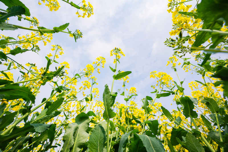 油菜花 30