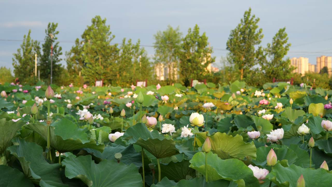 荷花 12