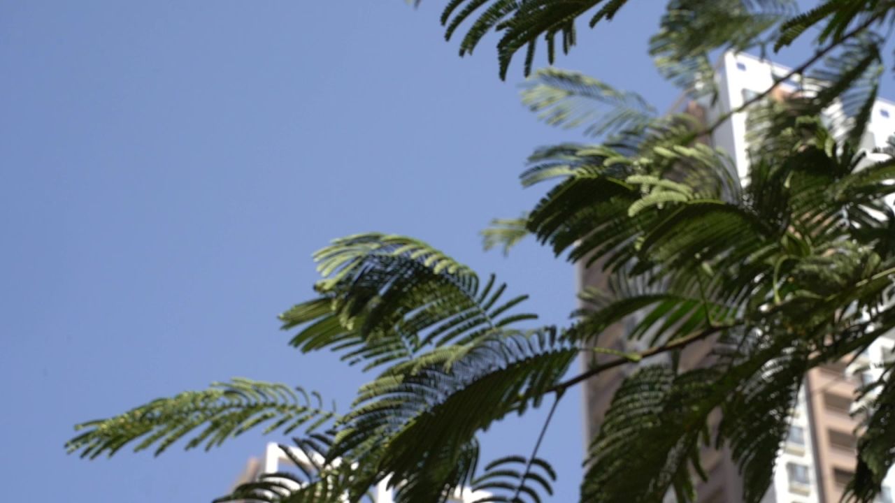 绿美 10