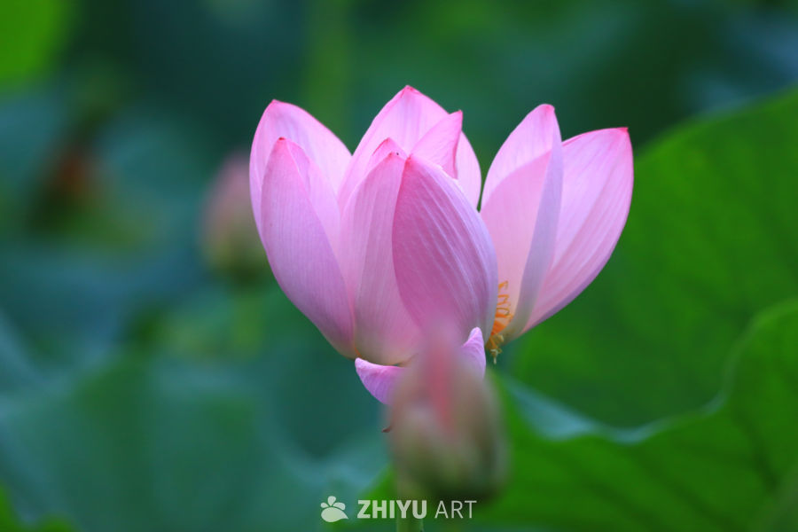 盛夏荷花 252