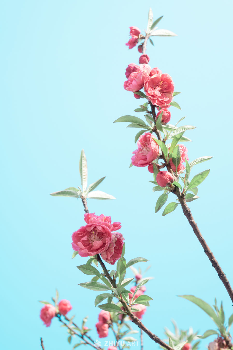 春日桃花映蓝天