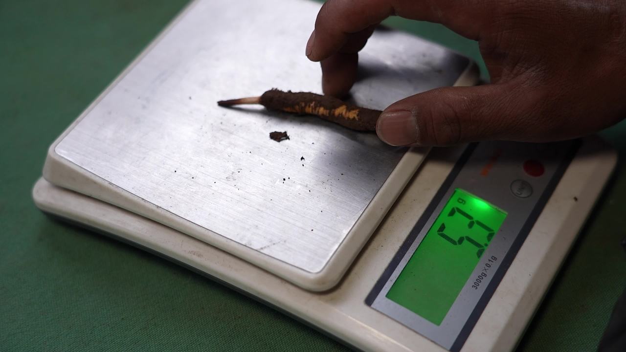 售卖冬虫夏草
