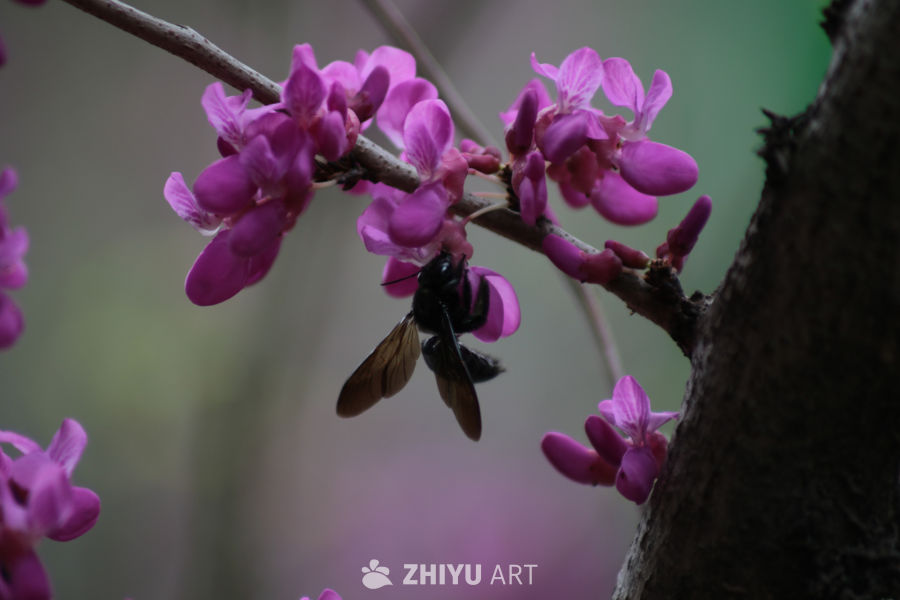 蜂舞花间：春天的生机