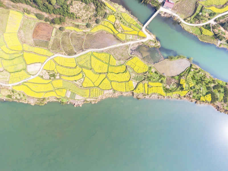 美丽乡村金黄油菜花盛开航拍摄影图 