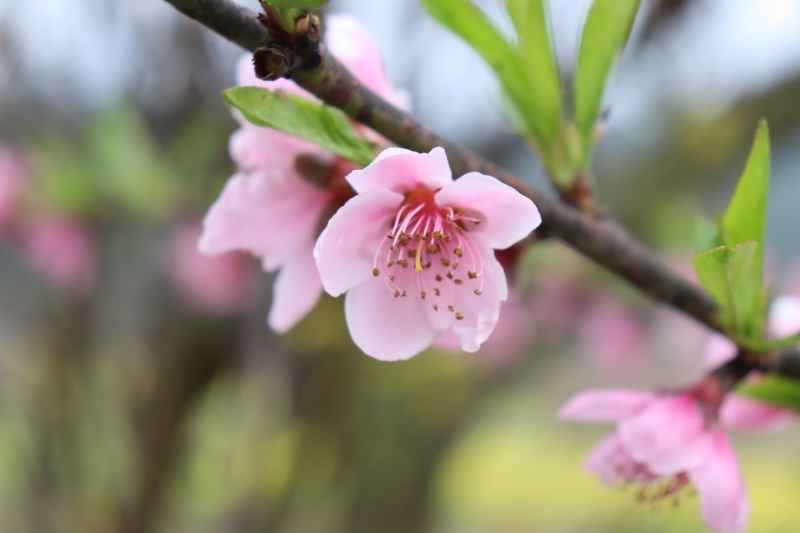 春色桃花相映开 3