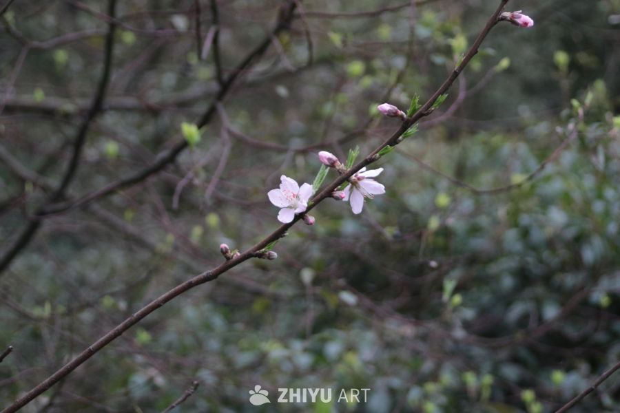 春日桃花绽放