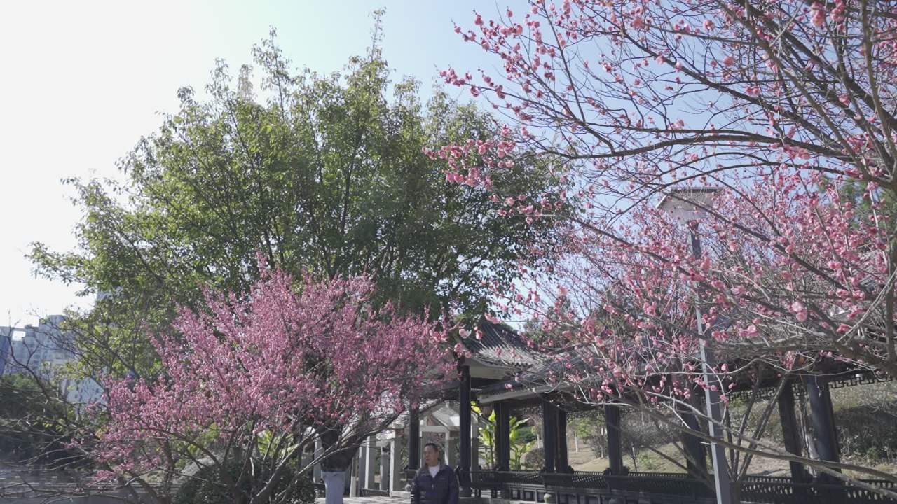 冬天的梅花 30