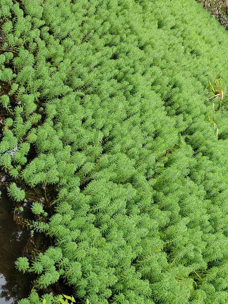 水草