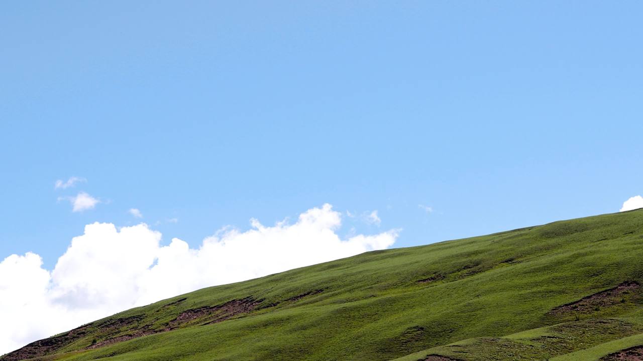 牛羊群在绿色草原悠然放牧