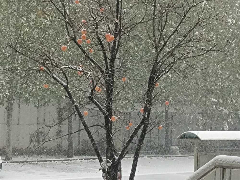 初雪的柿子树