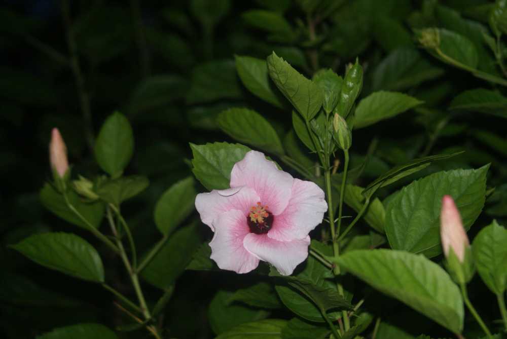 白芙蓉