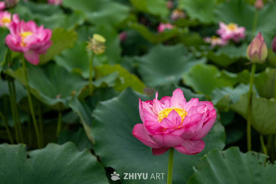 荷花 88