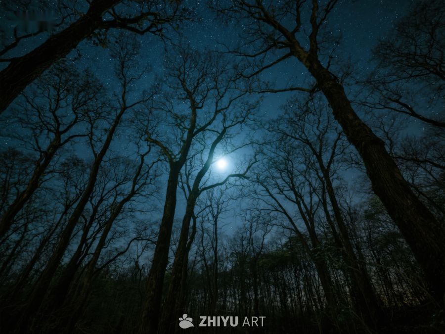 月光穿透树林的夜景 556