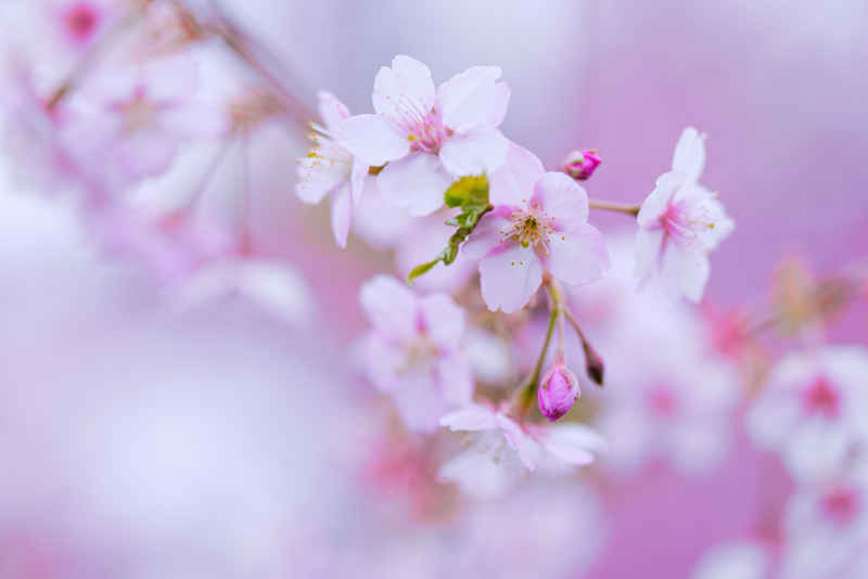 樱花季 38