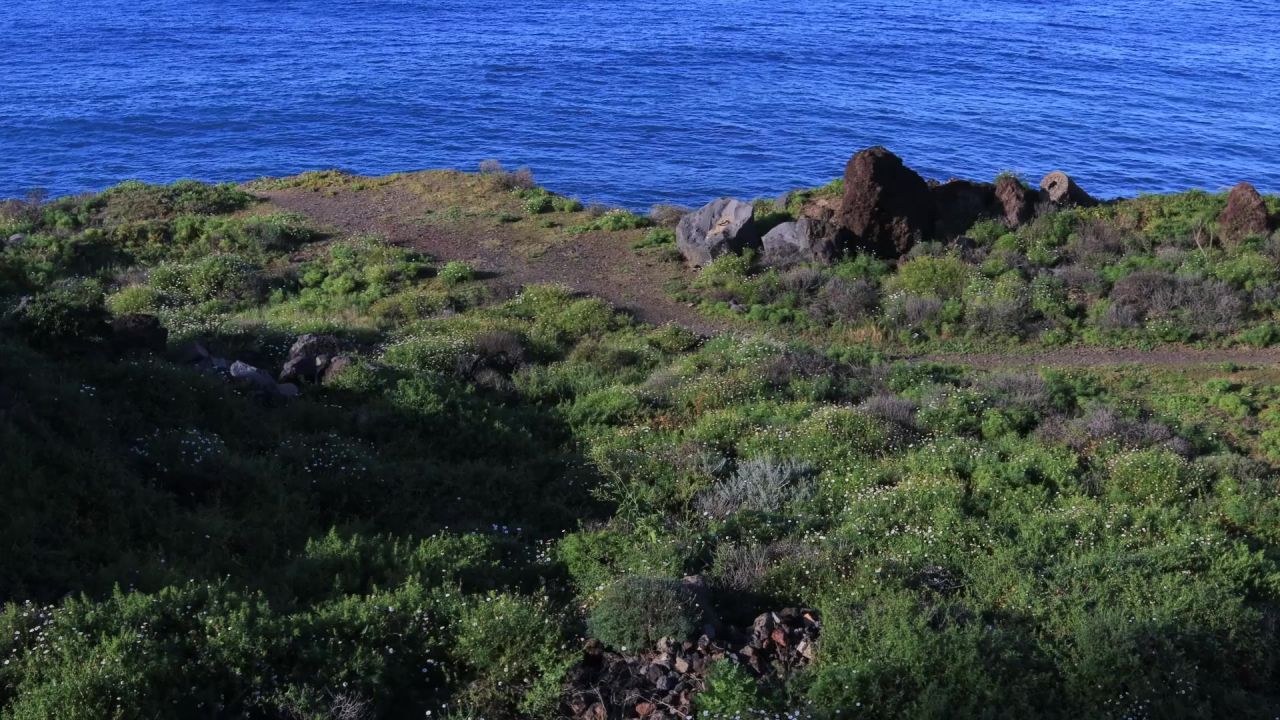 海岸海洋岩植物
