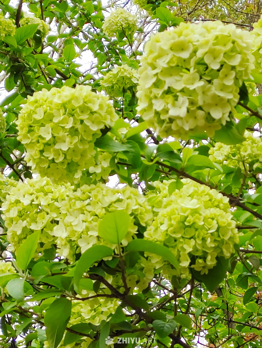 木绣球 3