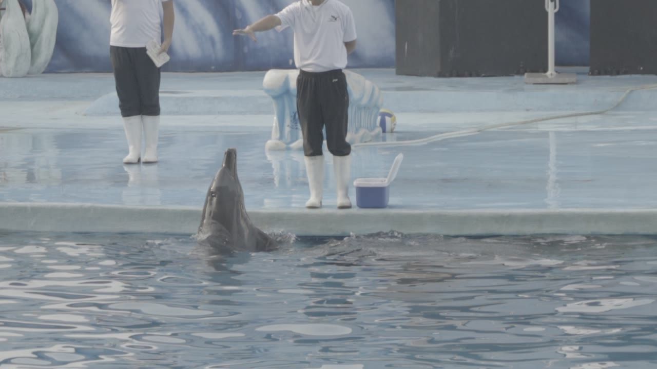 海豚表演