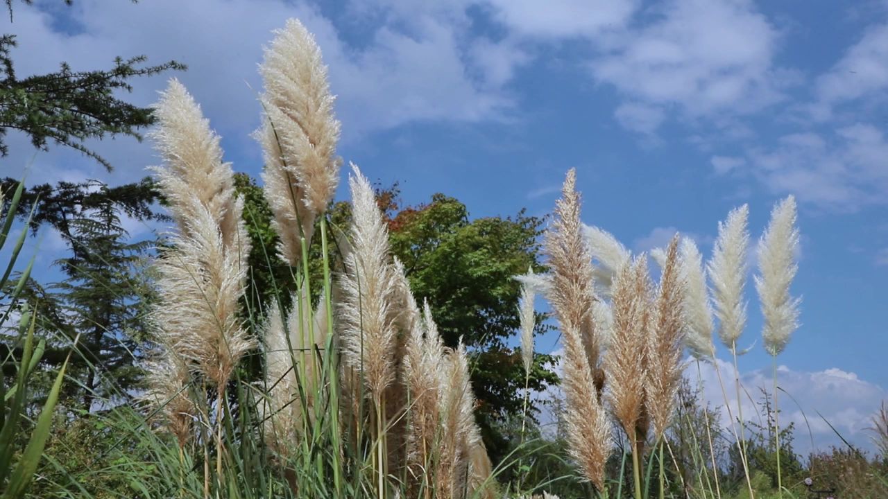 秋天风中摇曳的芦苇 蒲苇 