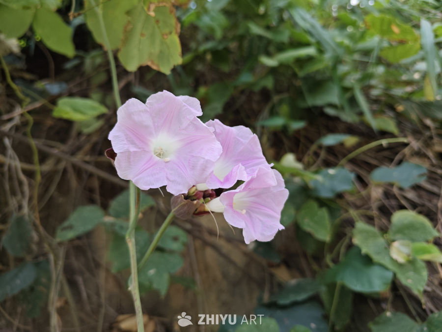 花 5