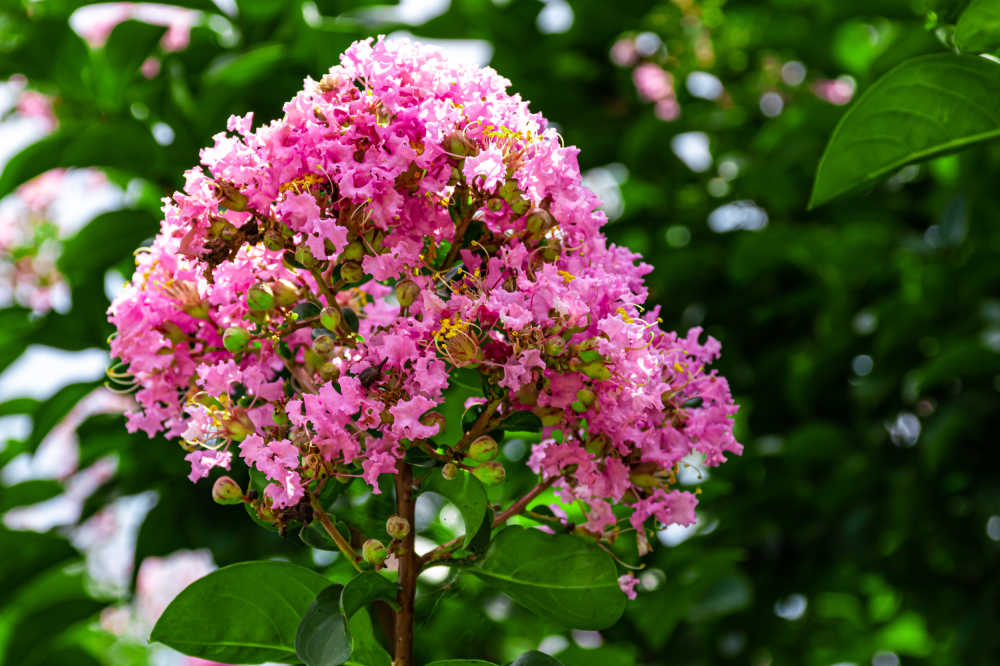 花草植物 8